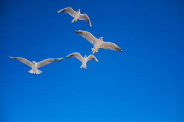 seagull