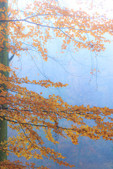 misty autumn park in foggy day