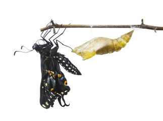 The Butterfly   Eastern Black Swallowtail (Papilio polyxenes) em