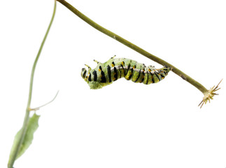 Caterpillar Butterfly Eastern Black Swallowtail (Papilio polyxen