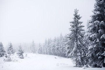Fototapeta premium Christmas background with snowy fir trees