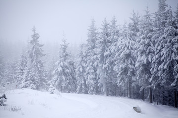 Winter landscape with snowy fir trees