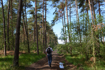 Man walking on trail in pine forest