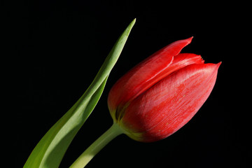 Naklejka premium red tulip isolated on black background