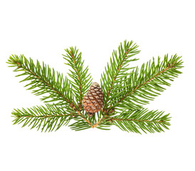 Pine tree sprig with cone isolated on white background