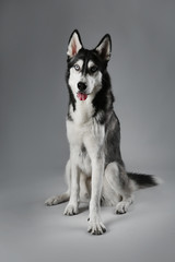 Young Husky sitting on grey background