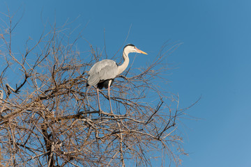 Grey heron perching on bare tree with blue sky