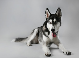 Young Husky laying on grey background