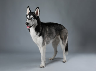 Young Husky on grey background