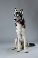 Young Husky sitting in headphones on grey background