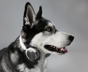 Portrait of young Husky in headphones on grey background