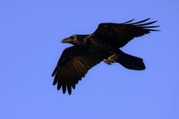 Common raven (Corvus corax) flying on the blue sky