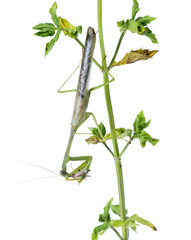 Carolina Mantis (Stagmomantis carolina - male)  on the branch mi