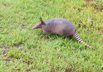 Nine-banded armadillo sniffing