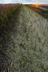 A path of mowed down straws of wheat with a tractor in the background and the sun setting in the far distance