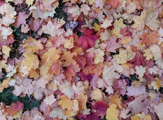 herbst