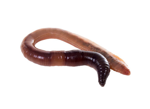 Canadian earthworm on a white background