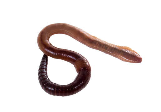 Earthworm on a white background
