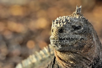 The marine iguana on the black stiffened lava. The male of marine iguana (Amblyrhynchus cristatus)