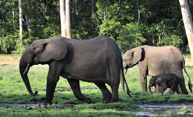 Fototapeta premium The elephant calf and elephant cow The African Forest Elephant, Loxodonta africana cyclotis. At the Dzanga saline (a forest clearing) Central African Republic, Dzanga Sangha