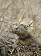 The marine iguana on the black stiffened lava. The male of marine iguana (Amblyrhynchus cristatus)