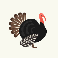 Turkey vector illustration