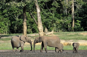 Naklejka premium The elephant calf and elephant cow The African Forest Elephant, Loxodonta africana cyclotis. At the Dzanga saline (a forest clearing) Central African Republic 