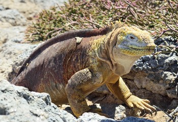 Galapagos Land Iguana ( Conolophus subcristatus ),