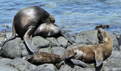A Sea Lion rests on the rocky shoreline of the Galapagos Islands