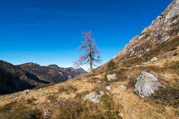 Einzelne Kiefer im Gebirge