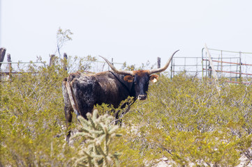 Texas longhorn cow