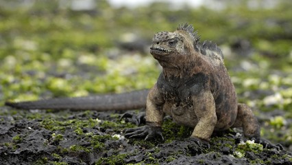The marine iguana on the black stiffened lava. The male of marine iguana (Amblyrhynchus cristatus)