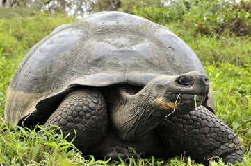 Naklejka na ściany i meble The Galapagos tortoise or Galapagos giant tortoise (Chelonoidis nigra).