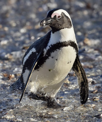 Fototapeta premium African penguin. African penguin (spheniscus demersus), also known as the jackass penguin and black-footed penguin is a species of penguin Boulders colony in Cape Town,South Africa