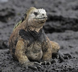 The marine iguana on the black stiffened lava. The male of marine iguana (Amblyrhynchus cristatus)