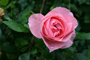 rosa rose regen nass regentropfen lifestyle natürlich close up