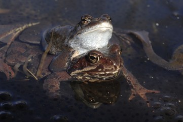 Copulation of The common frog (Rana temporaria) mating, also known as the European common frog, European common brown frog, or European grass frog,