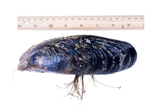 The California mussel (Mytilus californianus) large near the woo