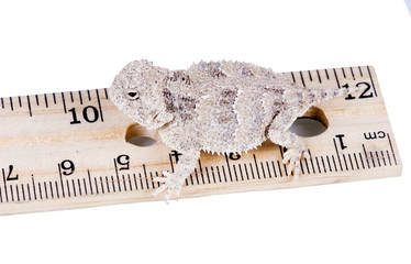 Short-horned lizard  (Phrynosoma platyrhinos)  on a ruler. Isola © Irina K.