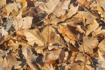 Autumn leaves