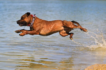 Staffordshire bull terriver diving