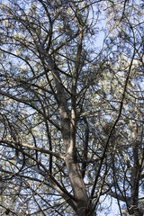 Upward view to Adult Tree