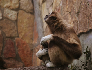 monkey in zoo