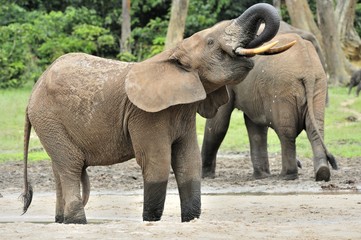 Fototapeta na wymiar African Forest Elephant, Loxodonta africana cyclotis, of Congo Basin. At the Dzanga saline (a forest clearing) Central African Republic, Sangha-Mbaere, Dzanga Sangha 