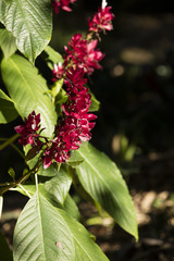 Brazilian Red Cloak Flower