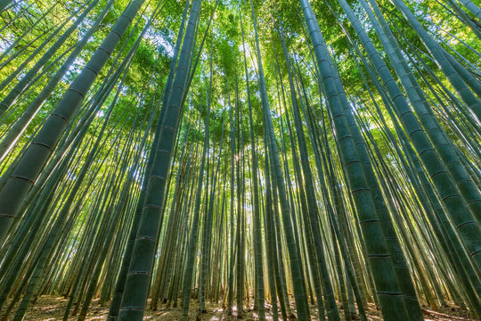 Bamboo forest,natural green background.