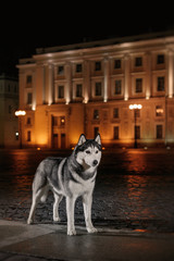 Dog Siberian Husky walking in the city,  Saint Petersburg, Russia,