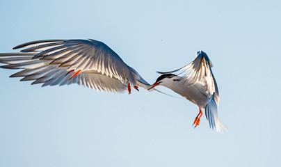 The Tern flies holding a beak a tail of other Tern. Closeup Portrait of Common Terns (Sterna hirundo). Adult common terns in flight