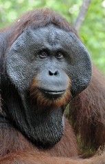 The adult male of the Orangutan in the bush. Adult male of the orangutan in the wild nature.