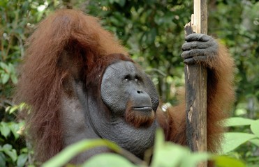 The adult male of the Orangutan in the bush. Adult male of the orangutan in the wild nature.